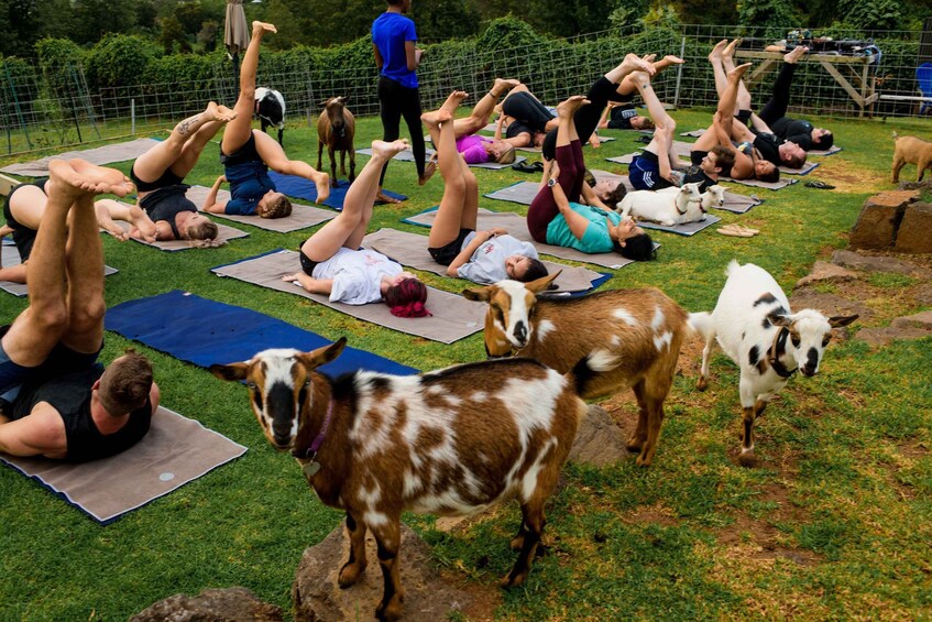 Picture 2 for Activity Maui Goat Yoga with Miniature Goats