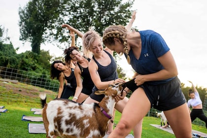 Maui Goat Yoga med miniatyrgetter