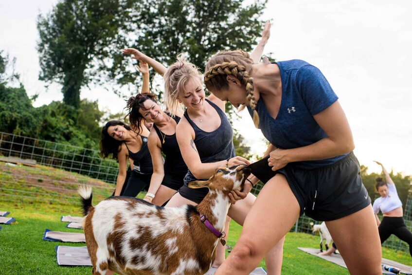 Maui Goat Yoga with Miniature Goats