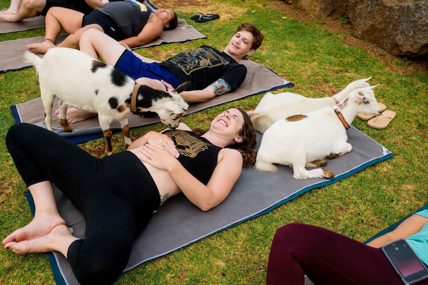Picture 1 for Activity Maui Goat Yoga with Miniature Goats
