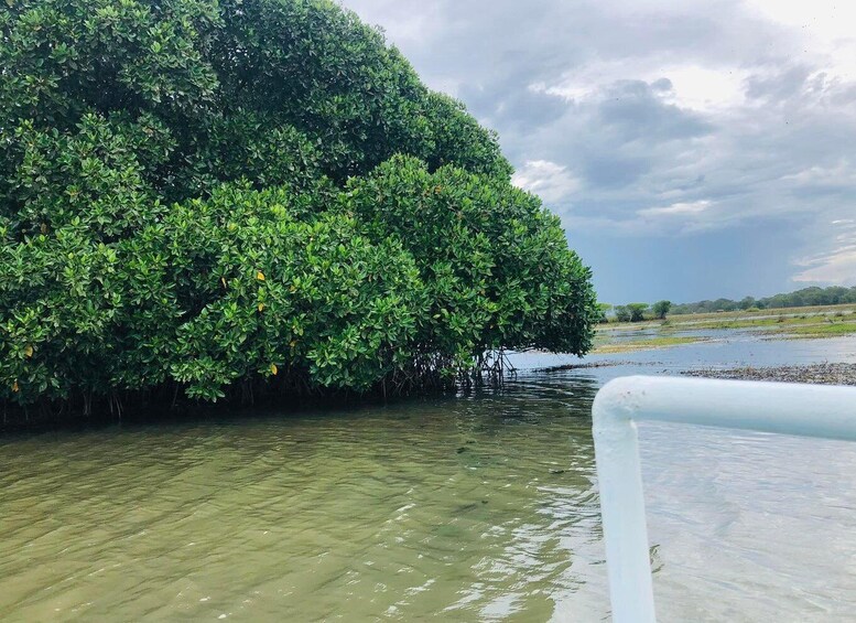 Picture 19 for Activity Mangrove Lagoon Safari