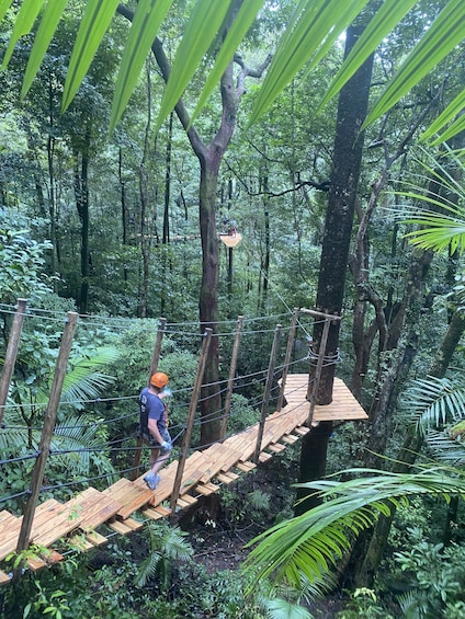 Picture 2 for Activity Cairns: Daintree Rainforest Canopy Ziplining Tour