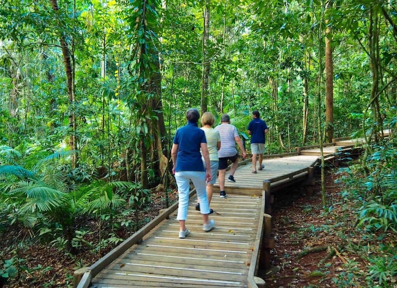Picture 3 for Activity Cairns: Daintree Rainforest Canopy Ziplining Tour