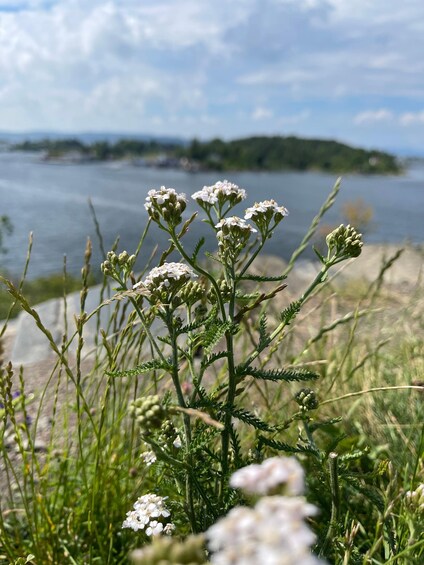 Picture 15 for Activity Oslo Island Walks: Island Hopping Tour