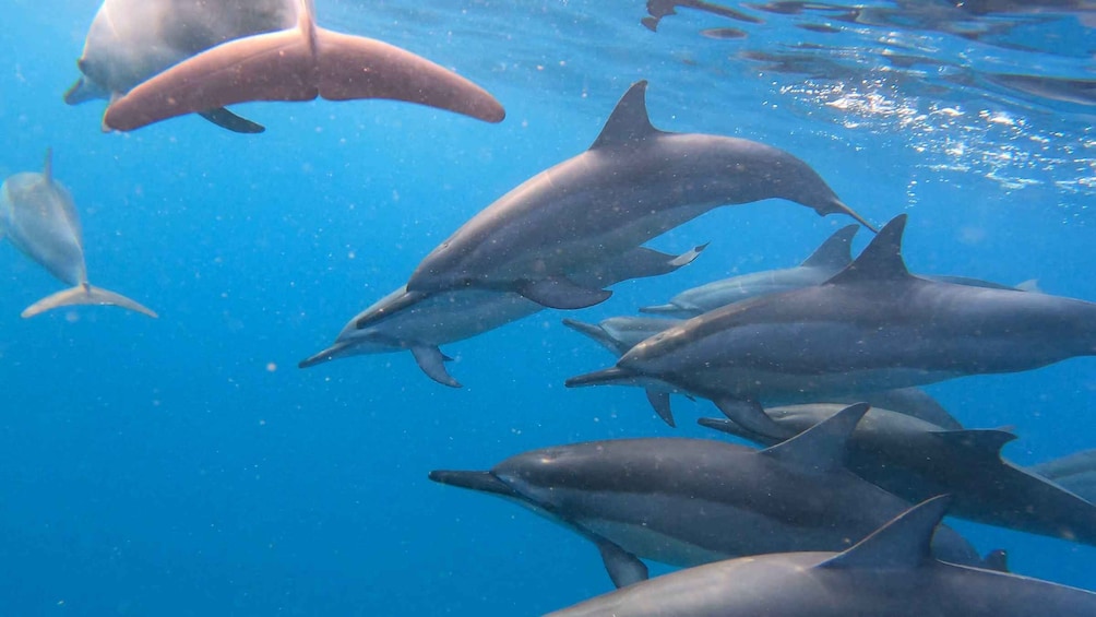 Picture 3 for Activity Grande Riviere Noire: Boat Tour and Swimming with Dolphins