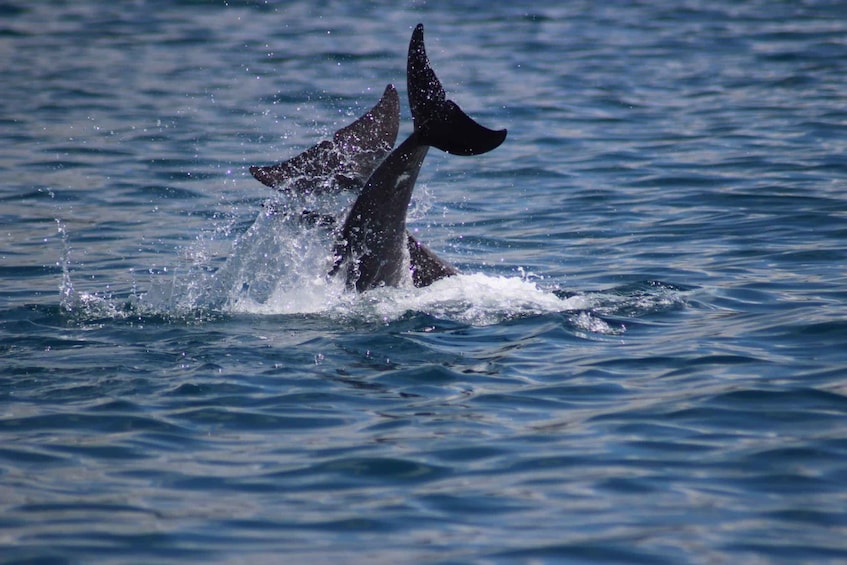 Picture 2 for Activity Grande Riviere Noire: Boat Tour and Swimming with Dolphins