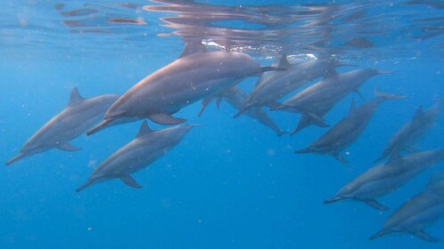 Grande Riviere Noire: Tour in barca e nuoto con i delfini