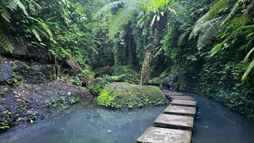 Picture 7 for Activity Ubud: Swing, Coffee Plantation, Rice Terrace, and Waterfall