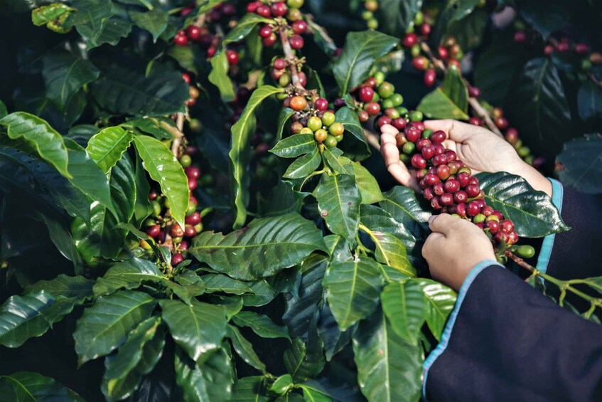 Picture 5 for Activity Ubud: Swing, Coffee Plantation, Rice Terrace, and Waterfall