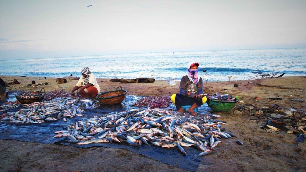 Picture 6 for Activity From Colombo: Negombo Fishing Village Tour by Tuk-Tuk