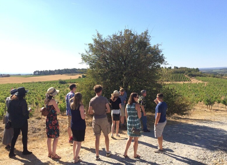 Picture 4 for Activity From Toulouse Cite de carcassonne et wine tasting