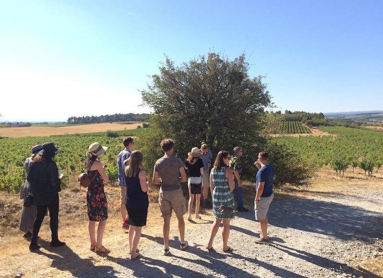 Picture 4 for Activity From Toulouse Cite de carcassonne et wine tasting