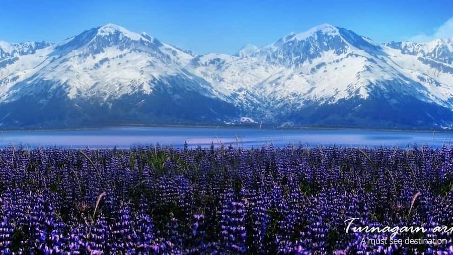 From Anchorage: Alaska Wildlife Center & Turnagain Arm Tour