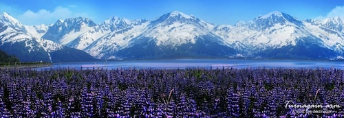 From Anchorage: Alaska Wildlife Centre & Turnagain Arm Tour