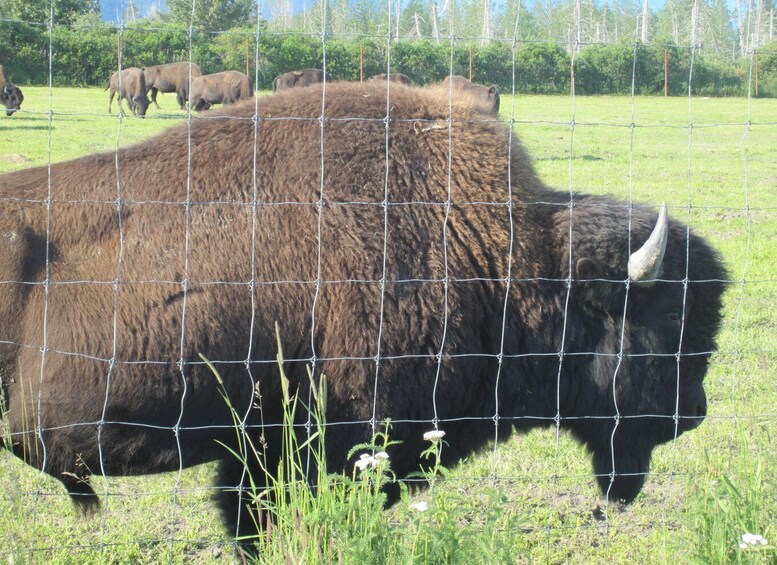 Picture 1 for Activity From Anchorage: Alaska Wildlife Center & Turnagain Arm Tour