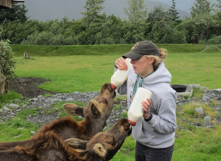 Picture 2 for Activity From Anchorage: Alaska Wildlife Center & Turnagain Arm Tour