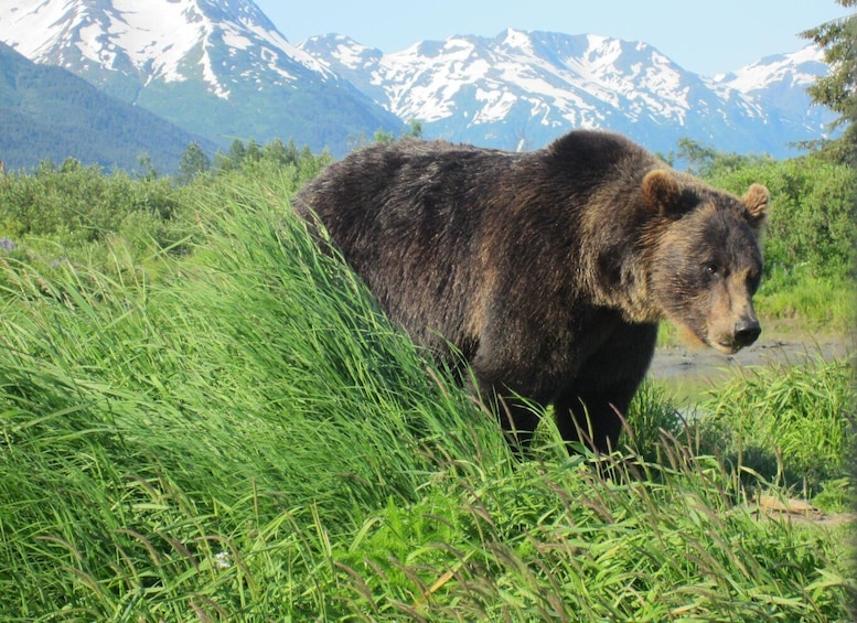 Picture 7 for Activity From Anchorage: Alaska Wildlife Center & Turnagain Arm Tour