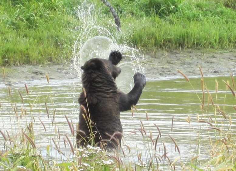 Picture 4 for Activity From Anchorage: Alaska Wildlife Center & Turnagain Arm Tour