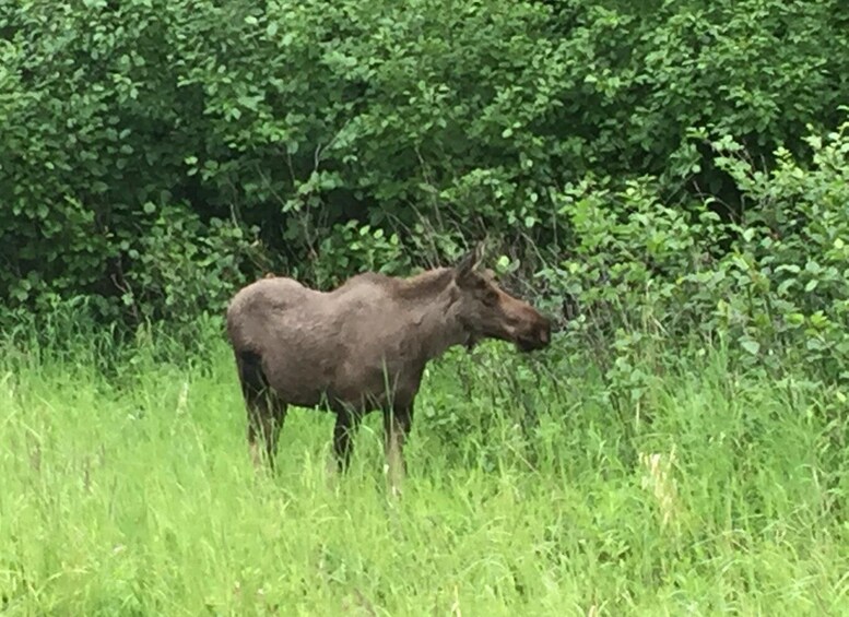 Picture 5 for Activity From Anchorage: Alaska Wildlife Center & Turnagain Arm Tour