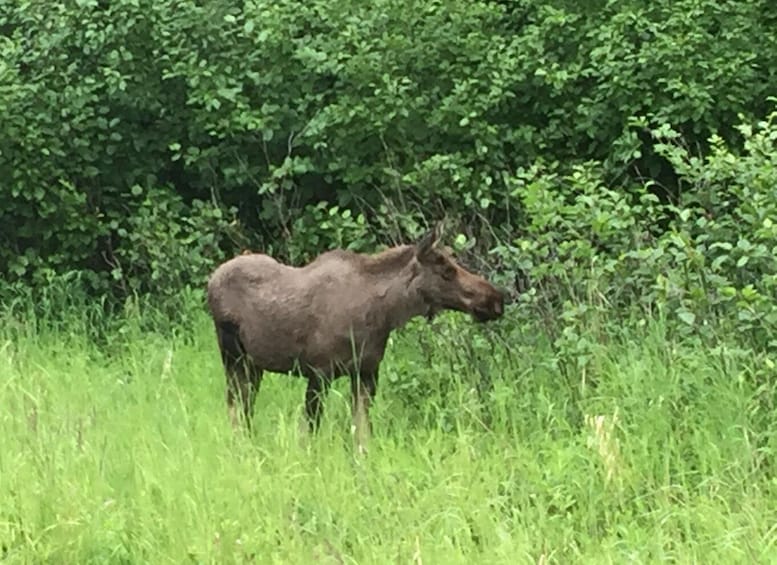 Picture 5 for Activity From Anchorage: Alaska Wildlife Center & Turnagain Arm Tour