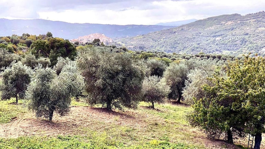 Seggiano: Guided Tour of the Olive Grove and Food Tasting