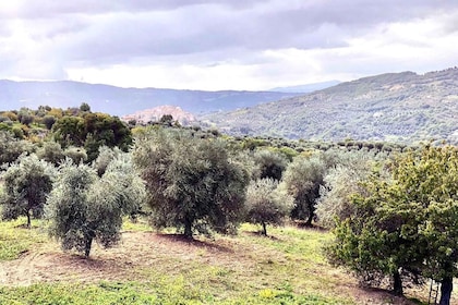 Seggiano: Guided Tour of the Olive Grove and Food Tasting