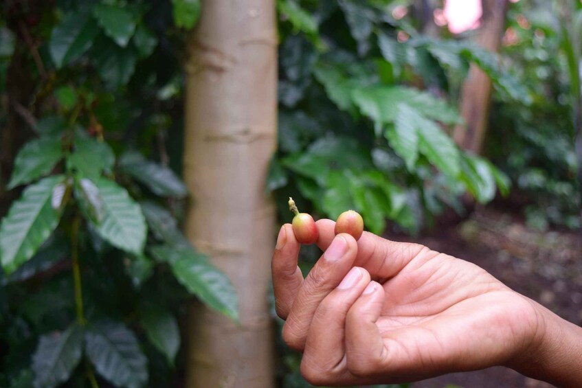 Picture 16 for Activity Arusha: Coffee Tour &/Or Pottery Lesson with Lunch