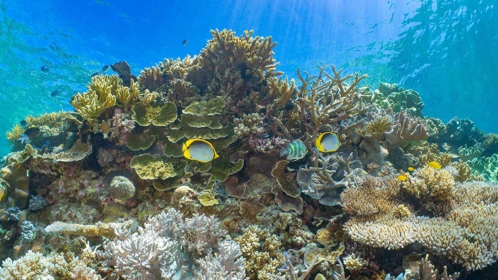 Picture 3 for Activity Cairns: Great Barrier Reef and Fitzroy Island Boat Tour