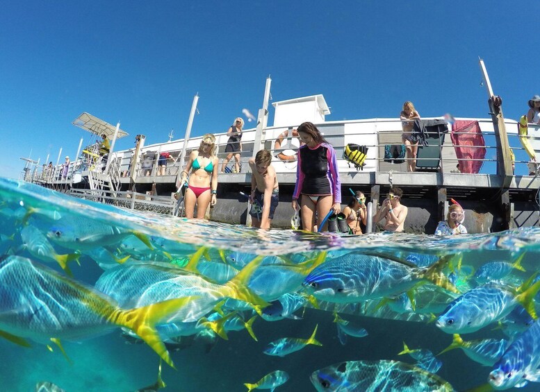 Picture 5 for Activity Cairns: Great Barrier Reef and Fitzroy Island Boat Tour