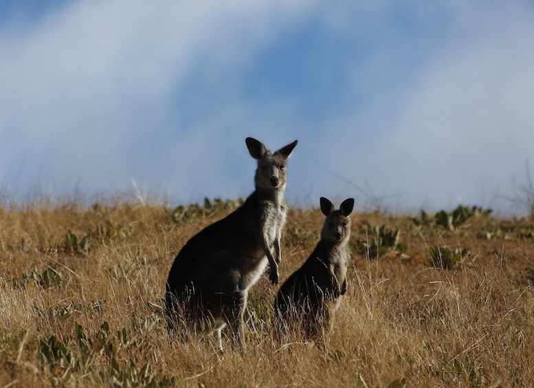 Picture 2 for Activity From Sydney: Canberra City Highlights and Floriade Day Tour