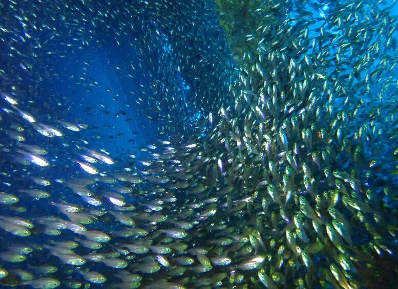 Picture 6 for Activity Tenerife: Costa Adeje Private Diving Lesson Experience