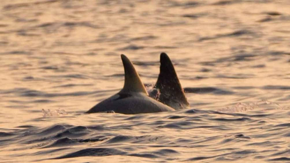 Picture 3 for Activity Brijuni Islands: Sunset & Dolphins private boat tour