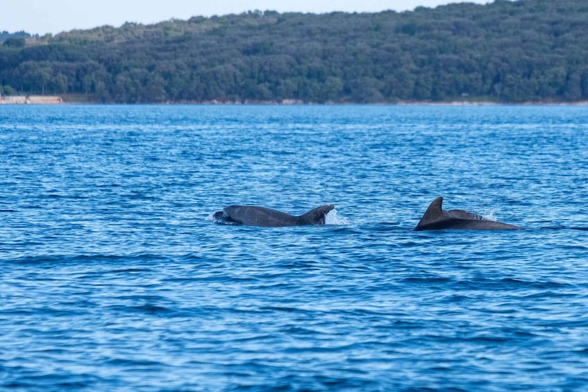 Picture 14 for Activity Brijuni Islands: Sunset & Dolphins private boat tour