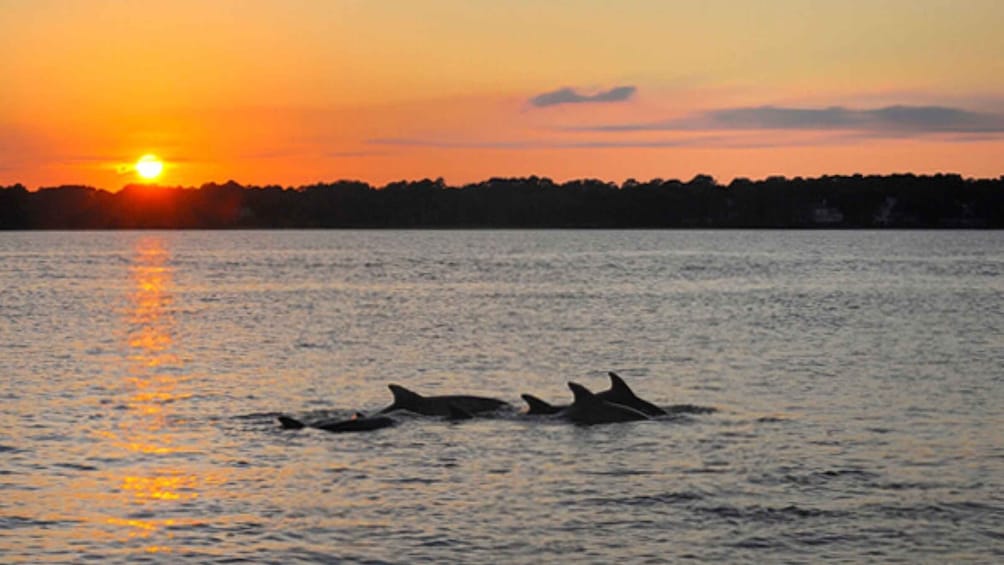 Picture 6 for Activity Brijuni Islands: Sunset & Dolphins private boat tour