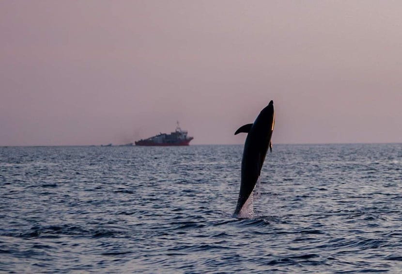 Picture 4 for Activity Brijuni Islands: Sunset & Dolphins private boat tour