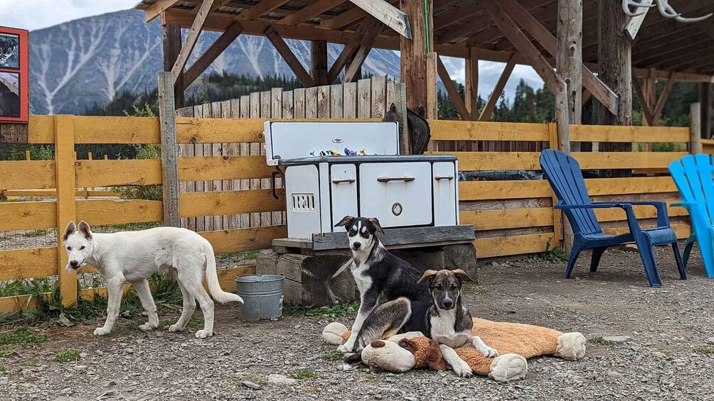 Picture 9 for Activity Skagway: Klondike Highway & Yukon Bus Tour with Husky Kennel