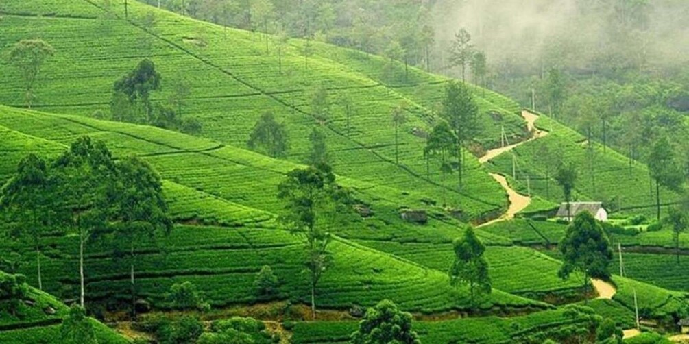 Picture 3 for Activity Nuwara Eliya: Explore Countryside by Tuk-Tuk!