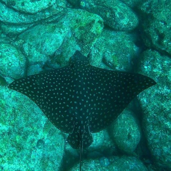 Picture 8 for Activity Rio: Snorkel & Swim with Turtles Tour at Tijuca Islands