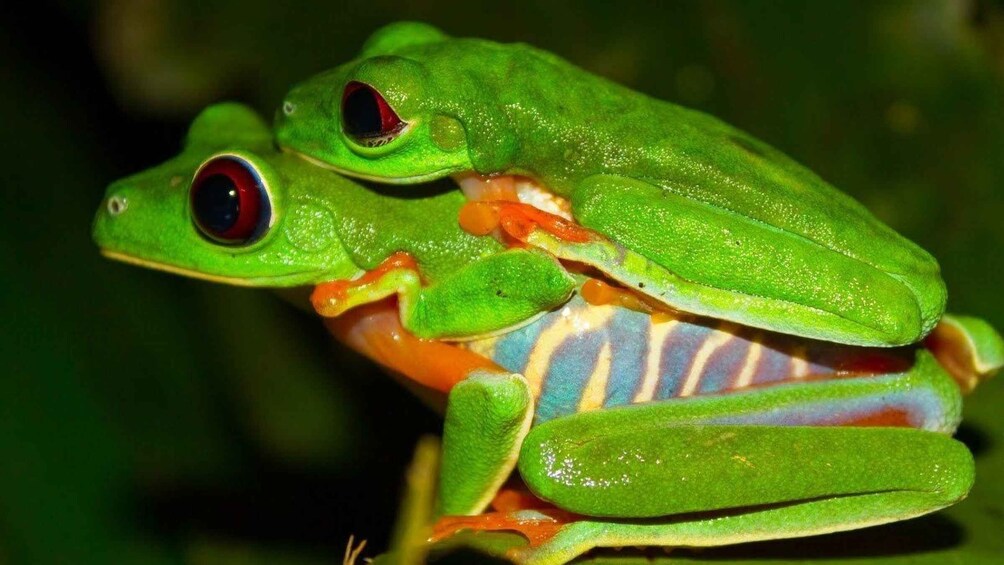 Picture 4 for Activity Tortuguero: Night Wildlife Spotting and Jungle Walk Tour