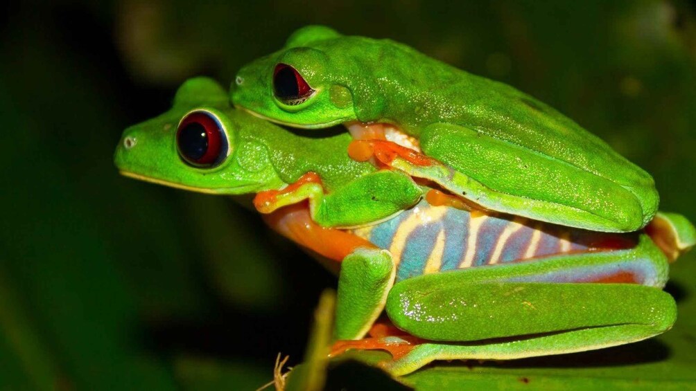 Picture 4 for Activity Tortuguero: Night Wildlife Spotting and Jungle Walk Tour