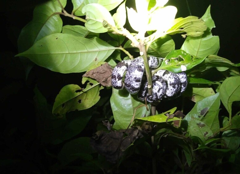 Picture 1 for Activity Tortuguero: Night Wildlife Spotting and Jungle Walk Tour