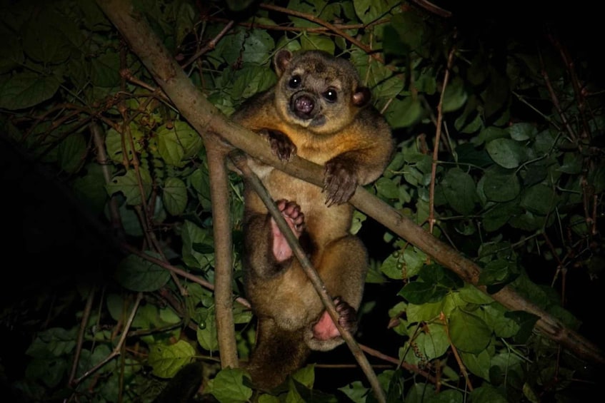 Picture 2 for Activity Tortuguero: Night Wildlife Spotting and Jungle Walk Tour