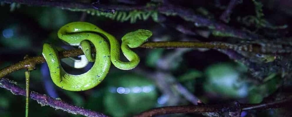 Picture 4 for Activity Tortuguero: Night Wildlife Spotting and Jungle Walk Tour