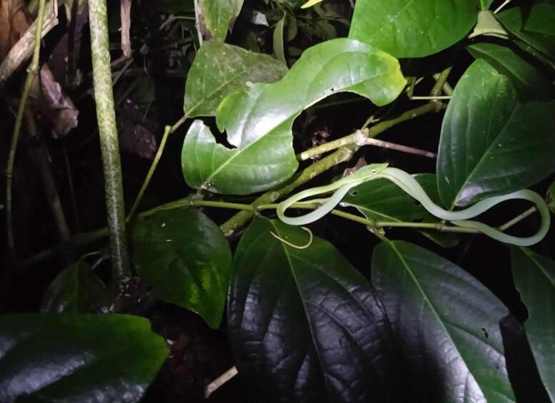 Picture 2 for Activity Tortuguero: Night Wildlife Spotting and Jungle Walk Tour