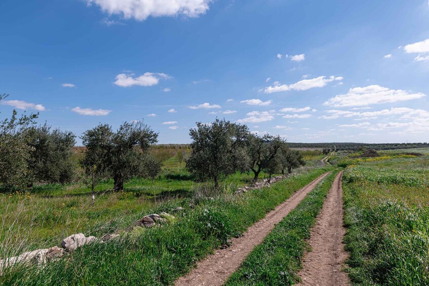 Picture 6 for Activity Golf cart tour and aperitif in the ancient Masseria