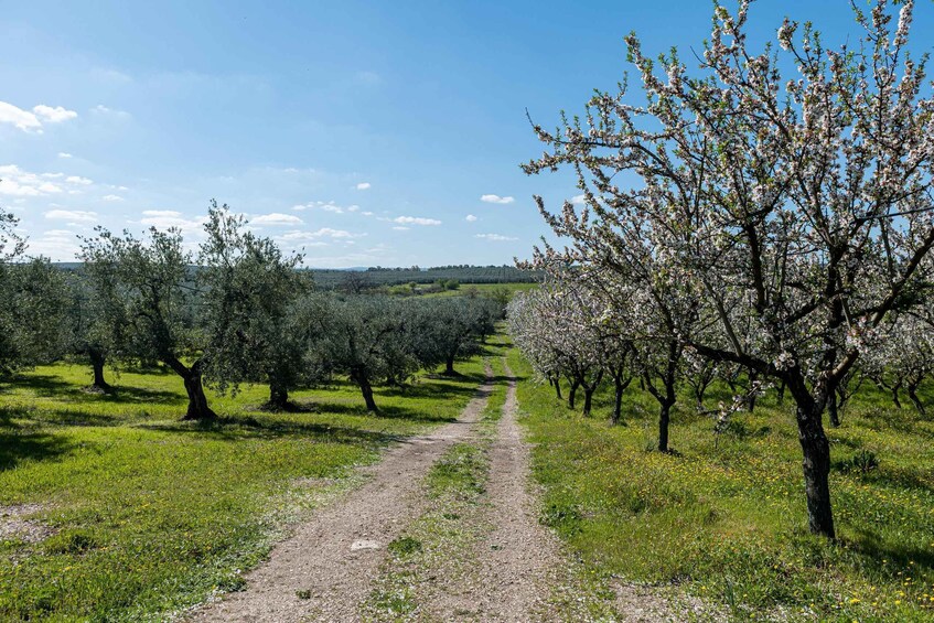 Picture 11 for Activity Golf cart tour and aperitif in the ancient Masseria