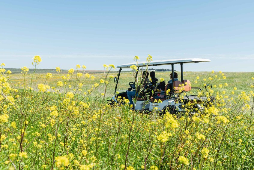 Golf cart tour and aperitif in the ancient Masseria