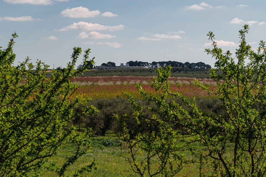 Picture 12 for Activity Golf cart tour and aperitif in the ancient Masseria