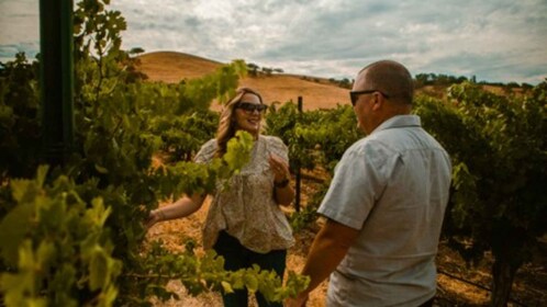 Paso Robles: Sidecar Premier Wine Tour with Tastings