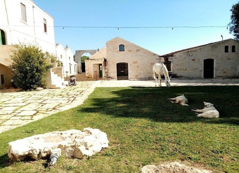 Picture 7 for Activity Matera: sunset horseback riding tour on Murgia